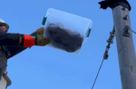 Image of a lineman rescuing a cat from a power pole